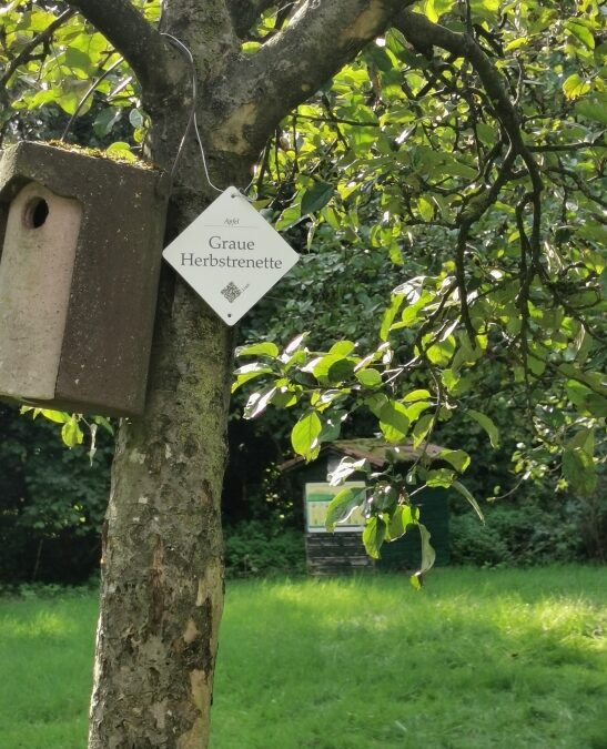 Streuobstwiese – Frühjahrsrückschnitt