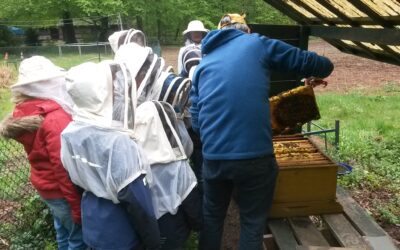 Naturschule bei Veit Dreessen und seinen Bienen…